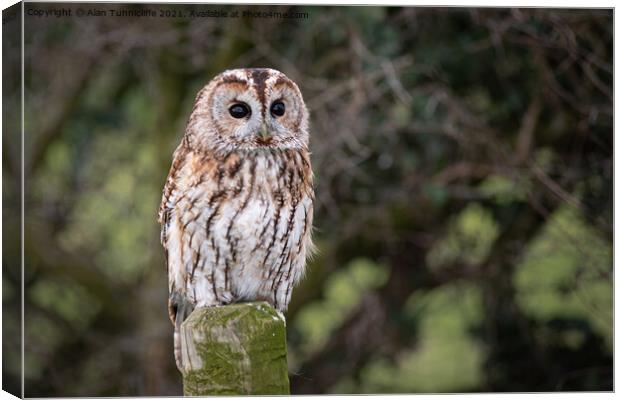 tawny owl Canvas Print by Alan Tunnicliffe