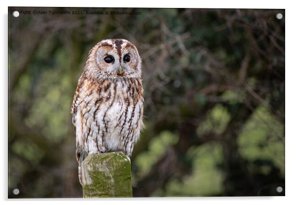 tawny owl Acrylic by Alan Tunnicliffe
