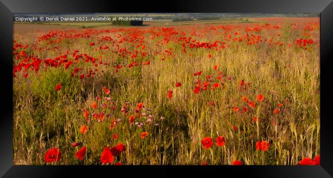  A Field of Poppies (panoramic) Framed Print by Derek Daniel