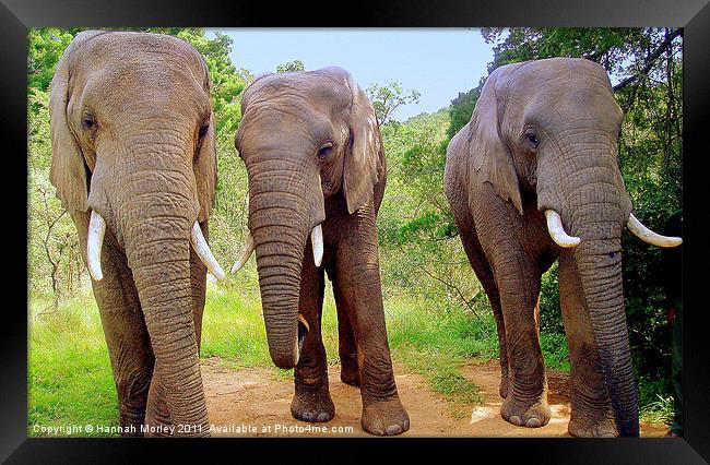 South African Elephants Framed Print by Hannah Morley