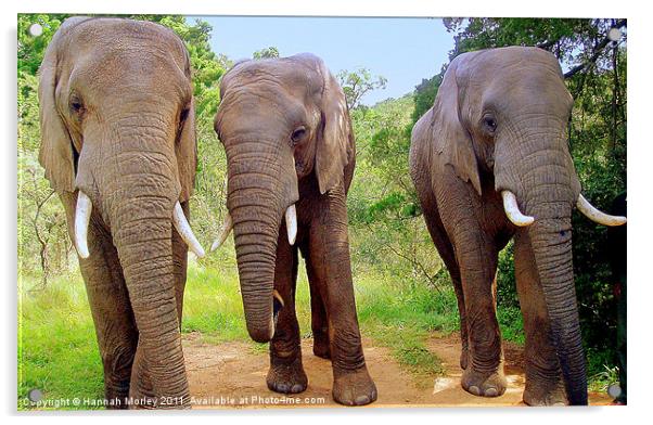 South African Elephants Acrylic by Hannah Morley
