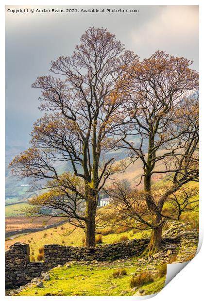 Welsh Cottage Snowdonia Wales Print by Adrian Evans
