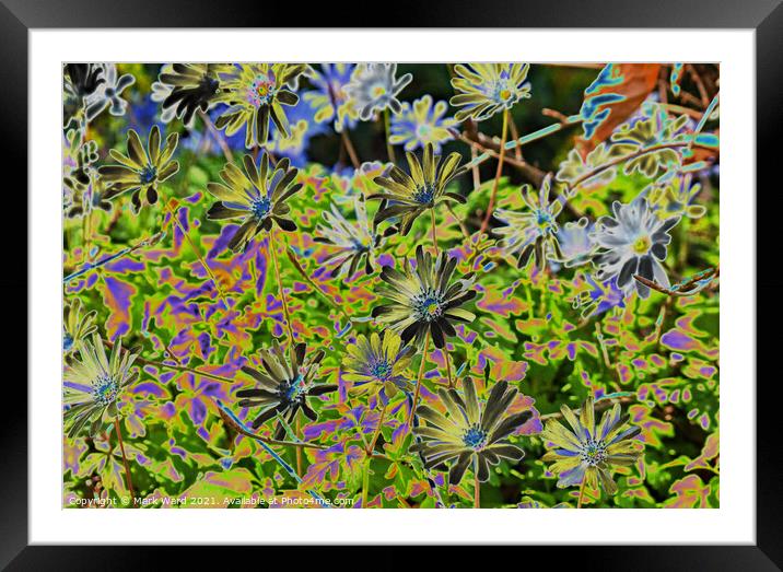 Solarized Spring Flowers. Framed Mounted Print by Mark Ward