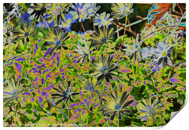 Solarized Spring Flowers. Print by Mark Ward