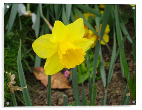 Chalkwell Park Daffodil Acrylic by John Bridge