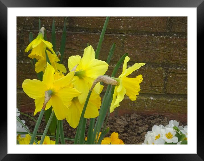 Chalkwell Park Daffodils Framed Mounted Print by John Bridge