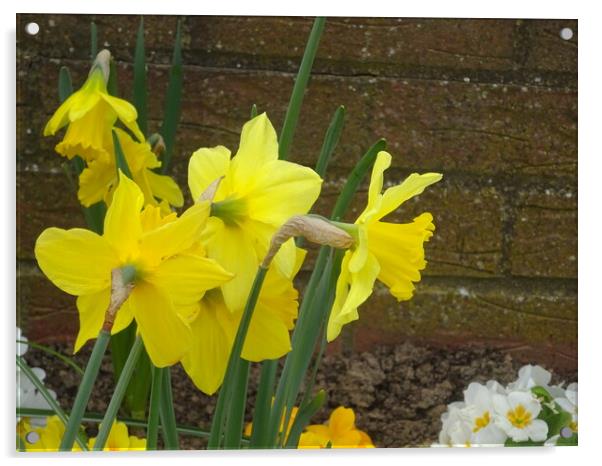 Chalkwell Park Daffodils Acrylic by John Bridge
