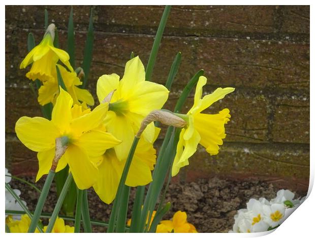 Chalkwell Park Daffodils Print by John Bridge