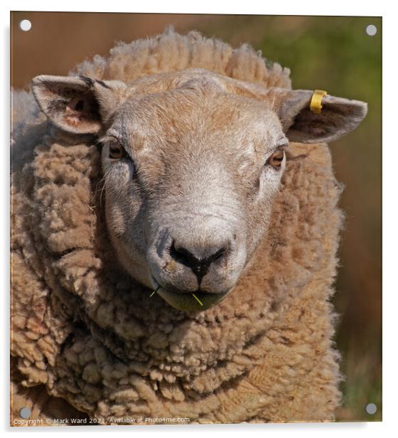 Portrait of a Sheep Acrylic by Mark Ward