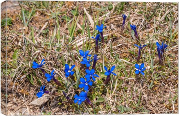 Teesdale Spring Gentian Flowers Canvas Print by Richard Laidler