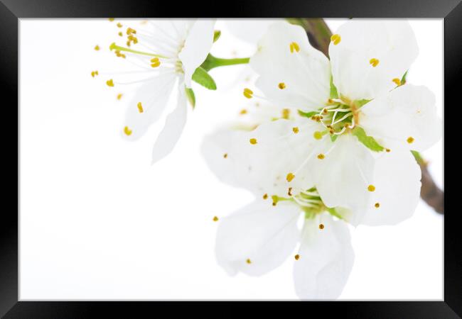 Blooming white flowers of apple fruit Framed Print by Wdnet Studio