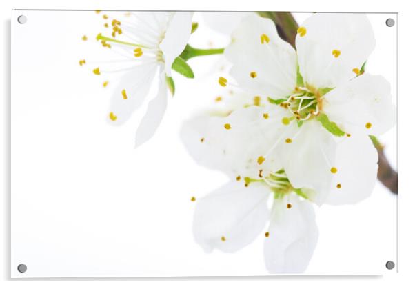 Blooming white flowers of apple fruit Acrylic by Wdnet Studio