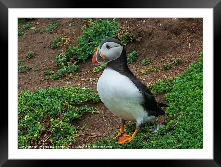 A Tory Island Puffin Framed Mounted Print by kenneth Dougherty