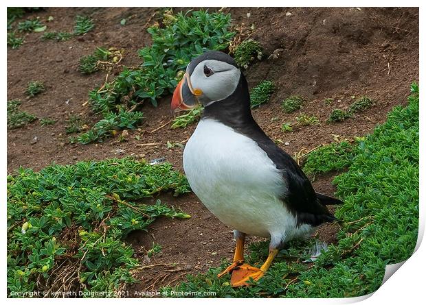 A Tory Island Puffin Print by kenneth Dougherty