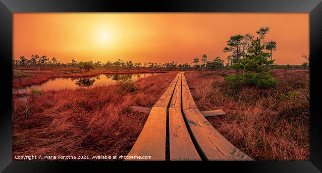 Sunset over bog with wooden path, small ponds and pine trees. Co Framed Print by Maria Vonotna