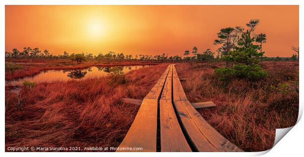 Sunset over bog with wooden path, small ponds and pine trees. Co Print by Maria Vonotna