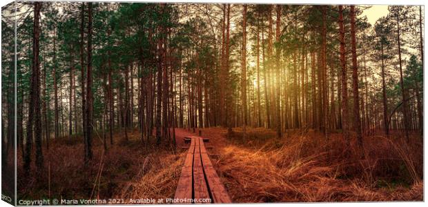 Sunset in coniferous forest with pine trees and wooden path in a Canvas Print by Maria Vonotna