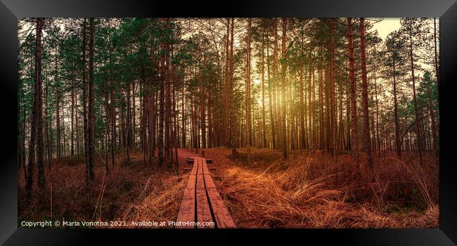 Sunset in coniferous forest with pine trees and wooden path in a Framed Print by Maria Vonotna