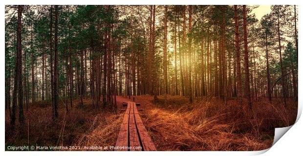 Sunset in coniferous forest with pine trees and wooden path in a Print by Maria Vonotna