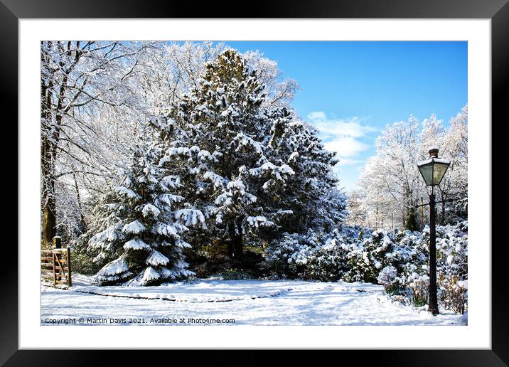 Yew tree with April Snow Framed Mounted Print by Martin Davis