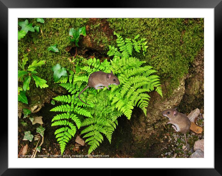 Hide and Seek Framed Mounted Print by Heather Goodwin