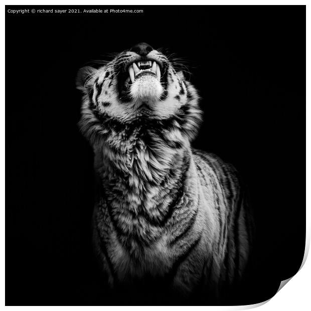 The Begging Tiger Print by richard sayer