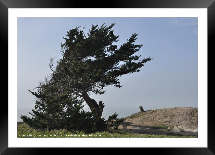 Windswept Tree Framed Mounted Print by Sam Robinson