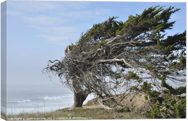 Windswept Tree by Ocean Canvas Print by Sam Robinson