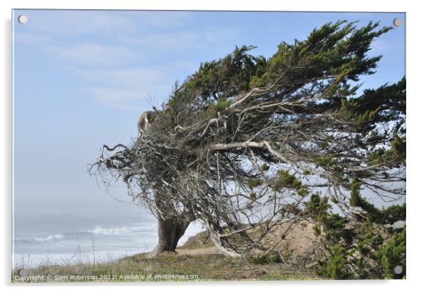Windswept Tree by Ocean Acrylic by Sam Robinson