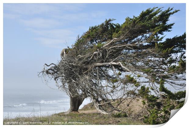 Windswept Tree by Ocean Print by Sam Robinson
