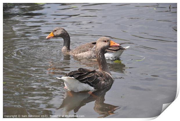 Two geese on Pond Print by Sam Robinson
