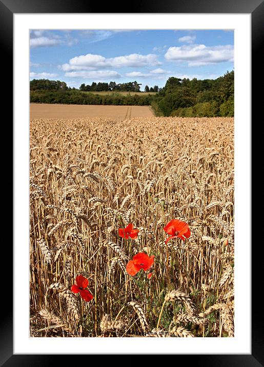 Poppies in a wheat field Framed Mounted Print by Tytn Hays