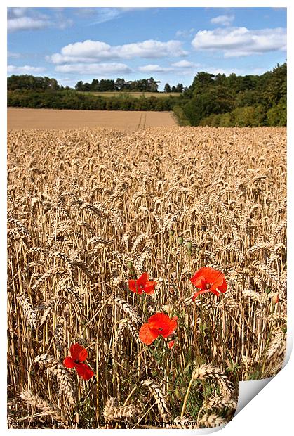 Poppies in a wheat field Print by Tytn Hays