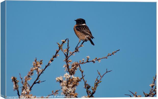 StoneChat in a Tree. Canvas Print by Mark Ward