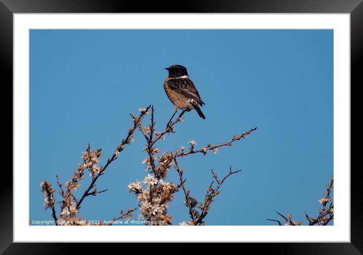 StoneChat in a Tree. Framed Mounted Print by Mark Ward