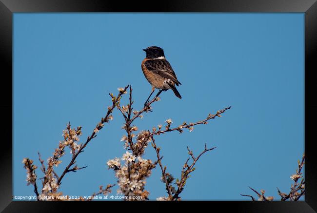 StoneChat in a Tree. Framed Print by Mark Ward