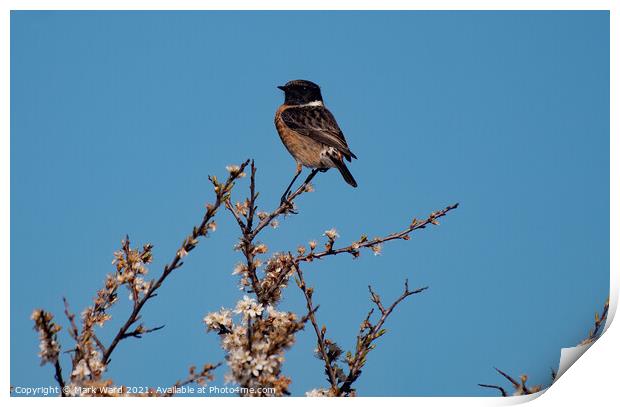 StoneChat in a Tree. Print by Mark Ward