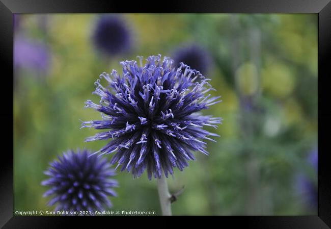 Purple spiky flower Framed Print by Sam Robinson