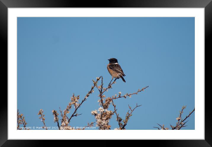 Stonechat. Framed Mounted Print by Mark Ward