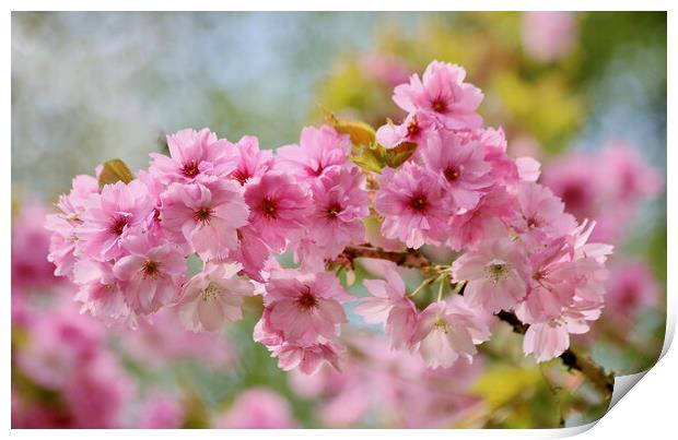 Cherry Blossom Print by Simon Johnson