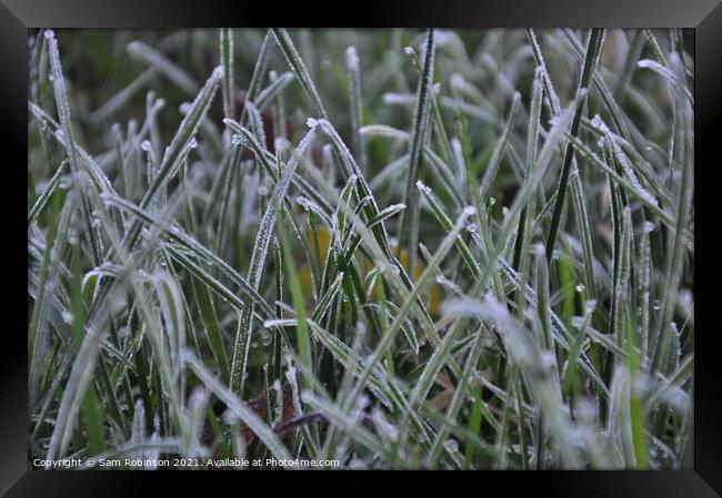 Frosty Grass Framed Print by Sam Robinson