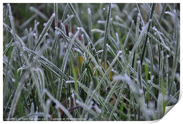 Frosty Grass Print by Sam Robinson