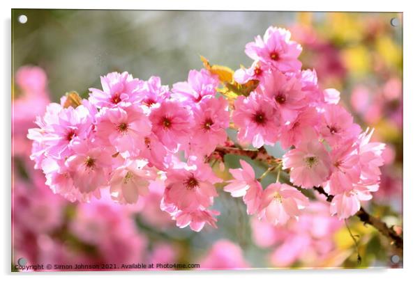 Cherry Blossom Acrylic by Simon Johnson