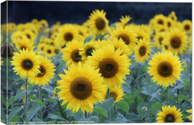 Sunflowers Canvas Print by Simon Marlow