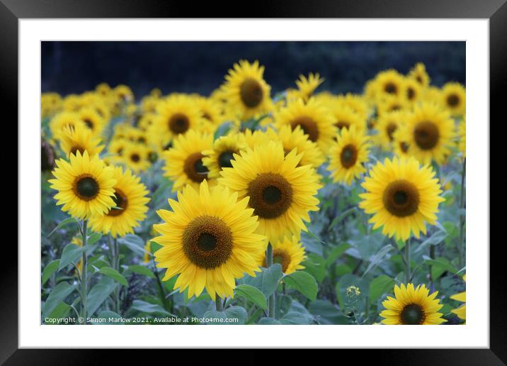 Sunflowers Framed Mounted Print by Simon Marlow