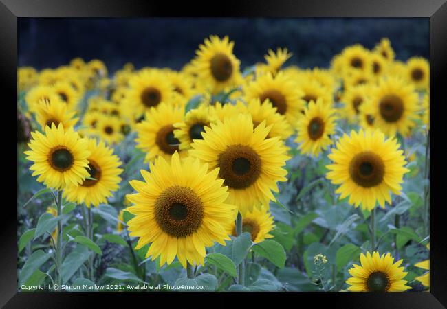 Sunflowers Framed Print by Simon Marlow
