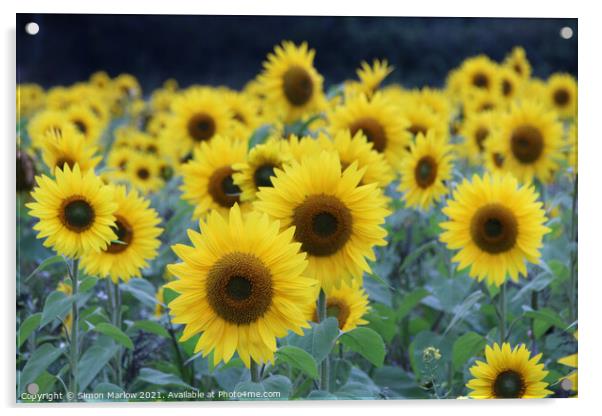 Sunflowers Acrylic by Simon Marlow