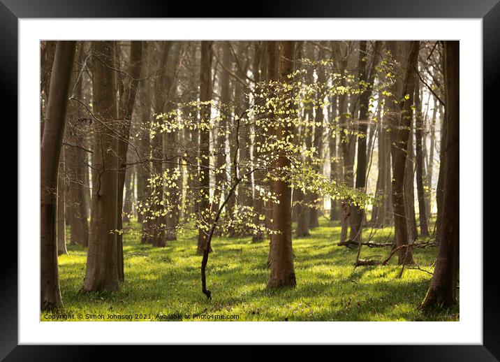 Sunlit Beech Tree  Framed Mounted Print by Simon Johnson