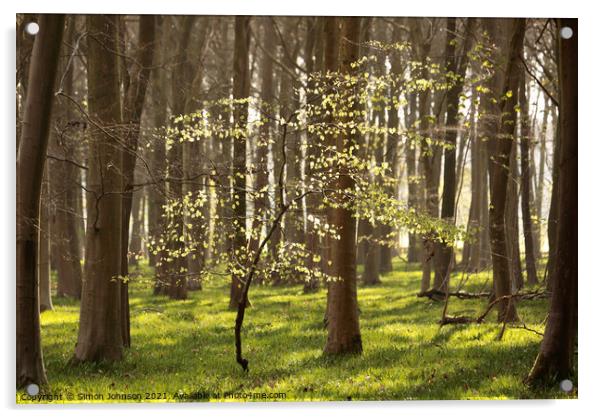 Sunlit Beech Tree  Acrylic by Simon Johnson