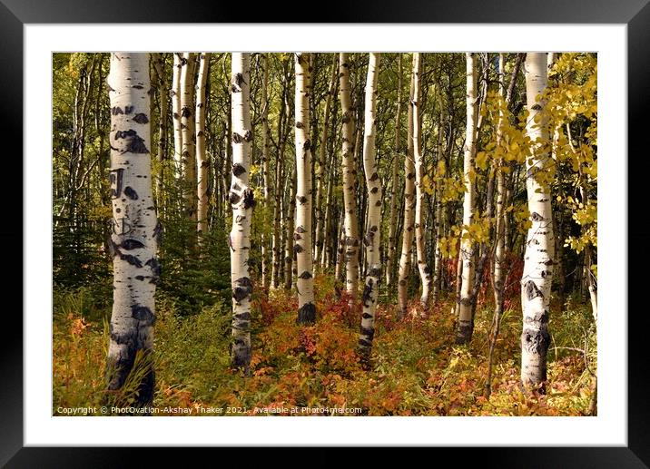 Poster perfect Wonderful golden Autumn colors wood Framed Mounted Print by PhotOvation-Akshay Thaker